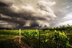 Storm Photography Print: Nebraska Vineyard Grape Vines Thunderstorm Photo