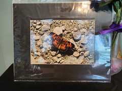 Matted Photography Pearl Crescent Butterfly Close Up, 8×10