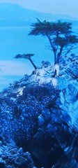 Robert Sheer Spirits Honoring the Lone Cypress Single Exp Photograph Hand signed