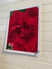 Garden Rose #3 – landscape photograph 8.5×11