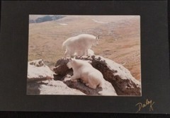 Mountain Goats Photograph by Dale K: Signed by Photographer on Mounted on Board
