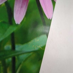 Eastern Tiger Swallowtail 5 x 7 Color Photo by Shirley Strom