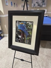 Photography Of Macaw At Grand Cayman Island. Shot With Fujifilm X-T5.