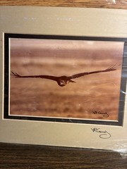 W. Perry Conway “The Eye of the Hunter” Red-Tailed Hawk Matted Wildlife Print