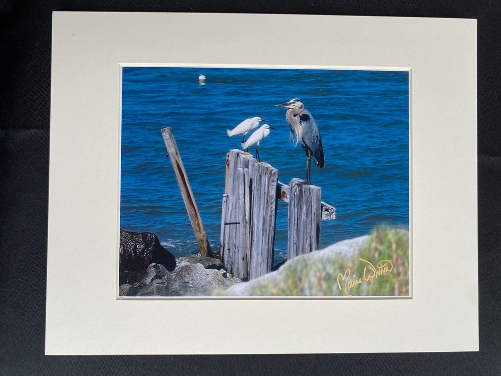 11 X 14 Matted Photo – signed by photographer Marie Whitton- CRANES & HERON