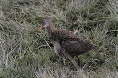 Clapper Rail Photo- Pick one Image – Various Sizes
