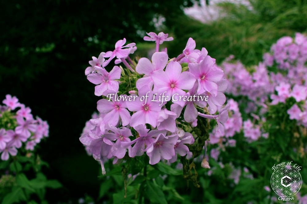 Flower Photograph garden Pink Fall Phlox flower wall art print pink aesthetic