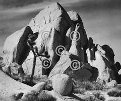 Book Plate Ansel Adams B/W 7.25 x 8.75″ Rocks, Joshua Tree Natl Monument CA 1942