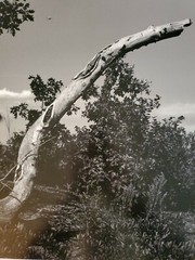 FALLEN TREE ORIGINAL SIGNED ART PHOTO B&W STETTNER VTG MATTE NJ CAMERA