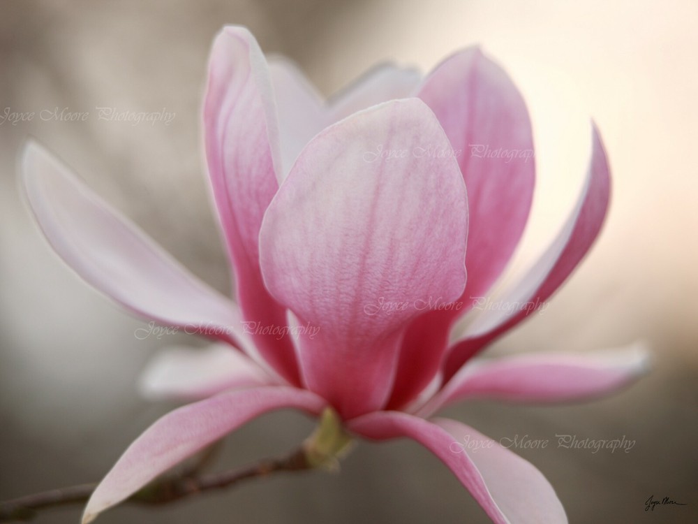 Fushia Pink Tulip Magnolia Photograph Canvas Texture Wall Print Art 24×18