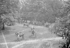 Negative-Marksuhl-Thuringia-Wartburgkreis-Horse Market-Show-1930s-248