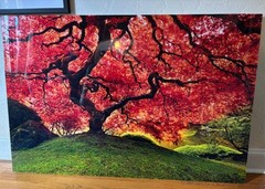 Limited Edition «Tree of Life» by Peter Lik – oversized (1.5 M wide) 58″ x 39″