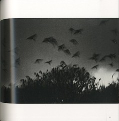 Masahisa Fukase Karasu RAVENS The Solitude of Ravens Ltd 1000 Photo book Used