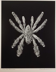 Original Large Format Black & White Photo Pink Toe Tarantula by Charles Fendrock