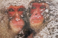 Stunning Photograph Two Japanese Macaques SNOW MONKEYS Framed 9×11 Wall Art