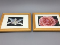 Pair of WALL ART Framed, Signed & Matted Floral Photographs B.A. Schmeding 6/99