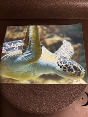 Vienna Sea Turtle Photograph Print 📸 Vinyl Sticker or Regular Glossy 5×7