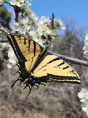 12×16 Swallowtail Butterfly Photography Art Print