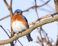 Male Eastern Bluebird 8×10 8″x10″ Photograph Print