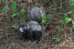 Delmarva Fox Squirrel Photo, Pick One Image – Various Sizes