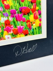Beautiful Picture of a field of Tulips signed by artist D Hall
