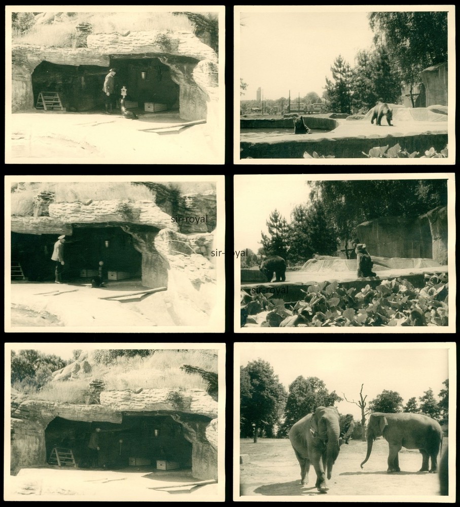 6 x Animals at the Zoo – Seal Bear Elephant – Photo 10x7cm