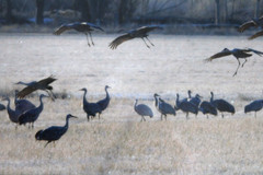 Sandhill Cranes Signed Photograph by John Savage Dbl Matted 16×20 Frame