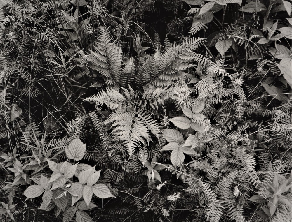 Summer ferns, crown vetch and blackberry, Georgetown Island Maine-Thomas Teich