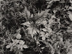 Summer ferns, crown vetch and blackberry, Georgetown Island Maine-Thomas Teich