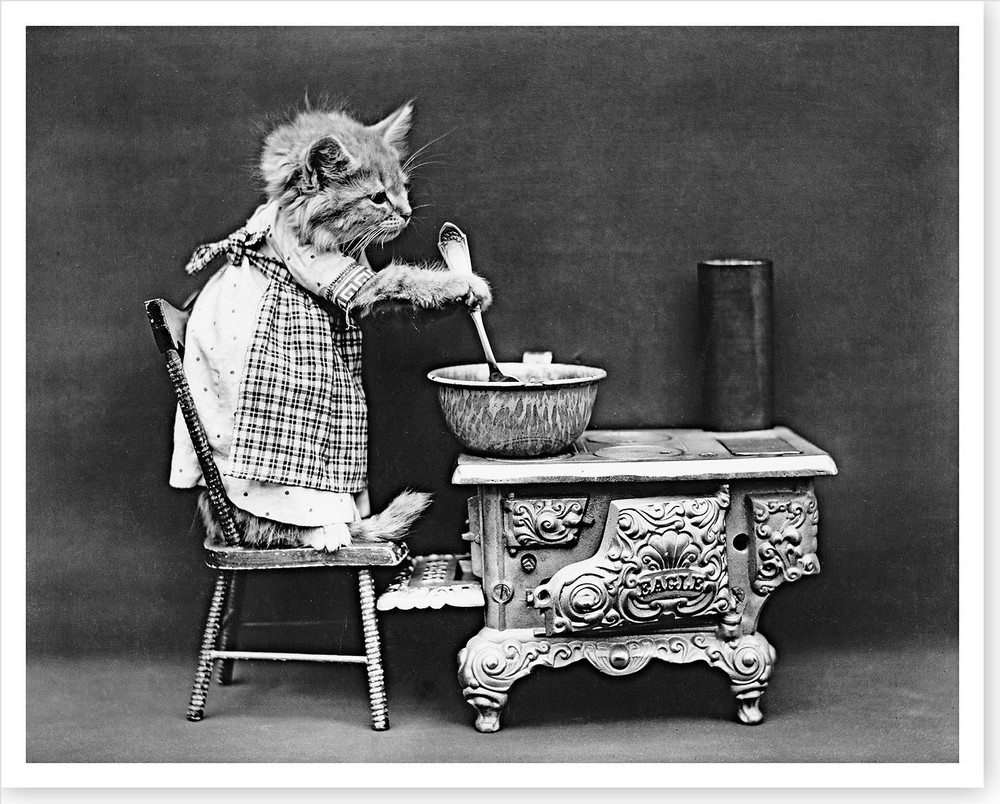 1914 The Cook Cat With Cast Iron Stove Harry Whittier Frees Silver Halide Photo