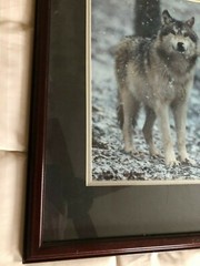 «WOLF EARLY WINTER SNOW» OPEN EDITION FRAMED PHOTOGRAPH BY CHET DOWELL