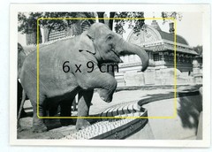 17 photos zoo zoological garden Berlin 1933 lions elephants leopards walrus