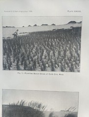 1898 Cape Cod Photograph Antique Print Set Of 2, 5.5” X 9” Each