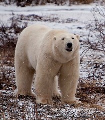 Polar Bear (122), Hudson Bay, Churchill, Canada, 11 x 14 Print Metallic Paper