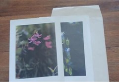2 LOVELY FLOWER PHOTOGRAPH PRINTS 15.5 X 11.5 NICE CLOSE UPS. FRAMEABLE