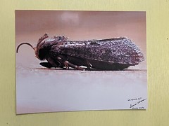 insect wall art photograph- House Moth 8.5×11