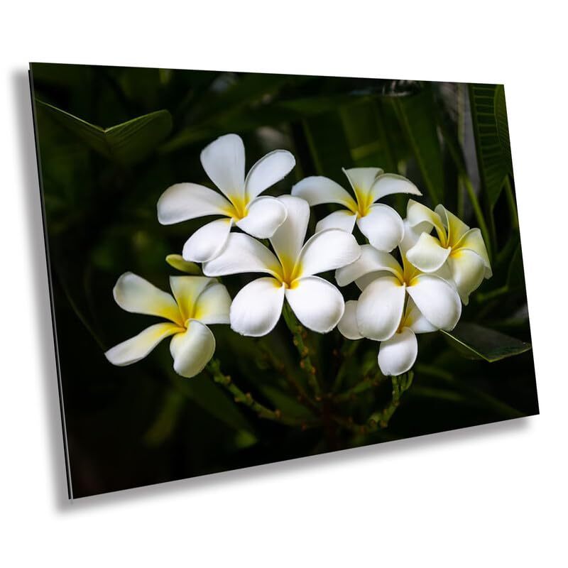 Blooms of Eternity: Hawaiian White Plumeria Flower Photography Wall Art Nature