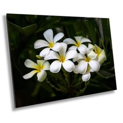 Blooms of Eternity: Hawaiian White Plumeria Flower Photography Wall Art Nature