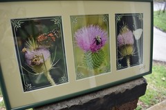 Thistle Flowers Photo/Print Scotland Butterfly Bee Garden Nature Signed