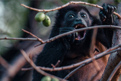 Howler Monkey Eating a Mango 2