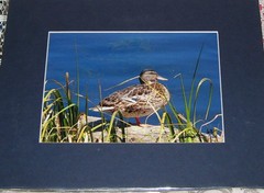 PHOTO ART DUCK ECHO LAKE MT EVANS CO 5X7 MATTED TO 8X10 SIGNED #’D 17/100