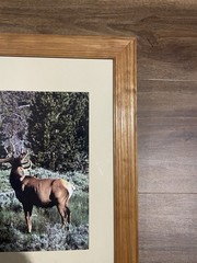 Vintage Deer In Velvet Made In USA Wood Framed Wildlife Photography Print