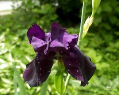 Dark purple iris 8×10″ photograph print