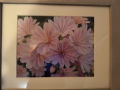 Framed photograph, flowers, 13 x 16 x 1″, lewisia cotyledon, mostly pink