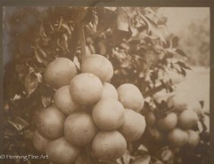 Antique 19th Century Albumen Print Photograph of Bundle of Figs on Vine, Nice!
