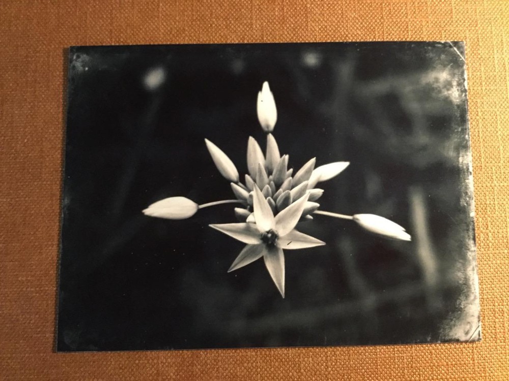 Infinite Beauty J Edwards Original Art Tintype Limited Series From Artist C031