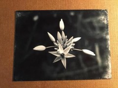 Infinite Beauty J Edwards Original Art Tintype Limited Series From Artist C031