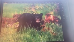 Black Bear Cub Photo Art Signed 12 x 8 unframed Michael Bowman Numbered 27/3000