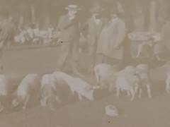 Saint Saturnin le Barry Aveyron Pig Fair Antique Photos Original Print Sepia