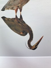 Art Photo Of Great Blue Heron Bird By Marie Kluttz